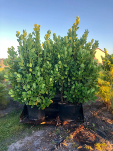 content creator projectnurse (3)